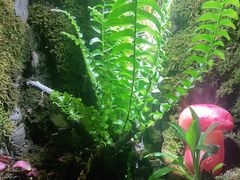 -野菌皇海景野生菌火锅(滨海大道店)