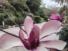-雁南飞茶田景区