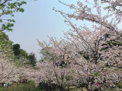 -南山植物园
