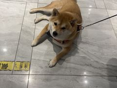 -北京派仕佳德动物医院·超导核磁·CT·神经科·骨科·内外科·急重症管理中心