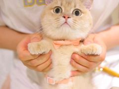 -momokira米努特·德文卷毛猫·棉花面纱犬