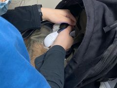 -申普宠物医院·心脏介入·心血管微创(总院)