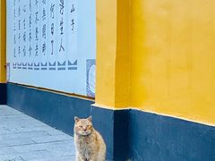 -枫桥景区
