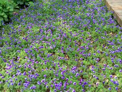 -艾溪湖湿地公园