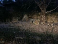 -清迈夜间动物园