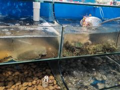 -仙螺岛海鲜自助餐厅(总店)