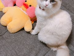 -红辣椒·川菜·火锅(张杨路店)