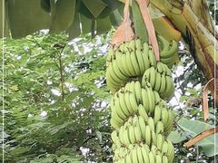 -云溪植物园