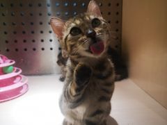 -瞄一喵猫咖(格力海岸店)