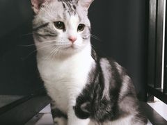 -Goku PET SHOP宠物视觉生活馆(双井店)
