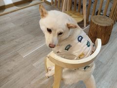 -柴迷FANS CLUB·柴犬狗咖·猫咖