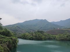 -龙坞茶村