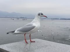 -海埂大坝