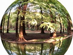 -上海共青森林公园