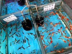 -清平路水族市场