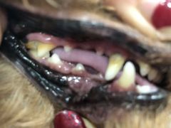 -八公叔叔宠物美容连锁(春申店)