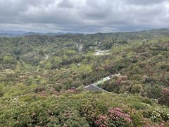 -贵州百里杜鹃风景名胜区