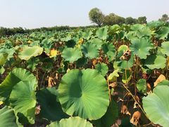 -洪湖生态旅游区