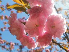 -高东镇樱花园