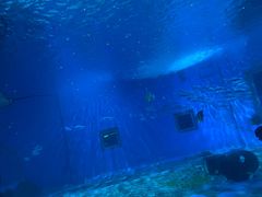 -北戴河圣蓝海洋公园