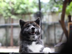 -TrueLove @ Neverland (Husky Cafe)