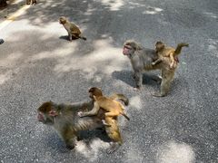 -黔灵山公园