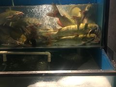 -老板恋上鱼(恒隆广场店)