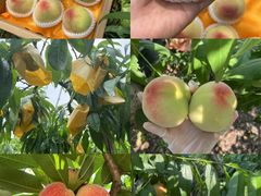 -老袁家蜜桃农场·阳山水蜜桃