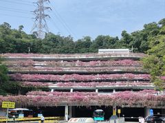 -深圳仙湖植物园
