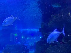 -沙沙哗啦海洋馆(华宇百花谷店)