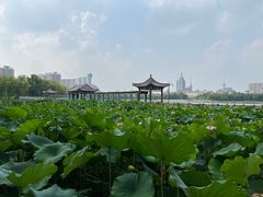 -莲花池公园