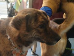 -顺强宠物诊所·狂犬免疫·夜诊·骨科(嘉定店)