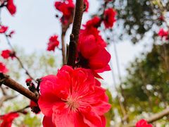-南汇桃花村