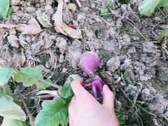 -呼吸森林·生态农庄农家乐私房菜