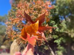 -北京西山国家森林公园