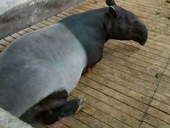 -石家庄市动物园