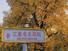 -三里屯东五街银杏大道