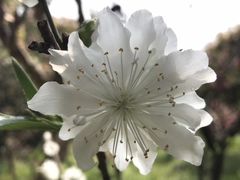 -南汇桃花村