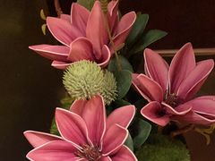 -金鼎轩(亚运村店)