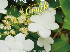 -南京古林公园