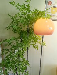 -变美丽半永久纹眉连锁·机器野生眉•洗眉