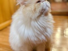 -MOCHA明星猫咖(田子坊店)