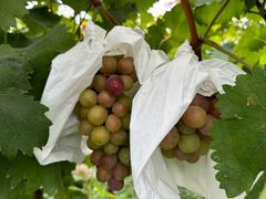 -马陆小张葡萄园农家乐