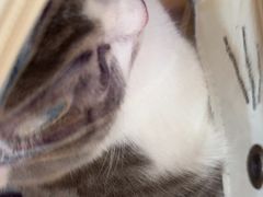 -瑞派长江宠物医院·猫科·外科·24小时夜护(谊城公寓分院)