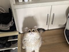 -瑞派宠物医院·犬猫全科·猫友好(宾水西道店)