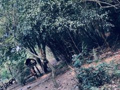 -成都大熊猫繁育研究基地