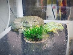 -酷以爬仙阁实体爬宠店·守宫·蜥蜴·专业繁育