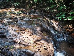 -西双版纳原始森林公园