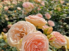 -人民公园(罗湖区)