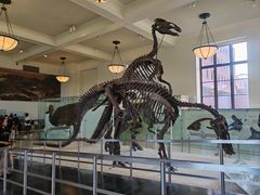 -美国自然历史博物馆